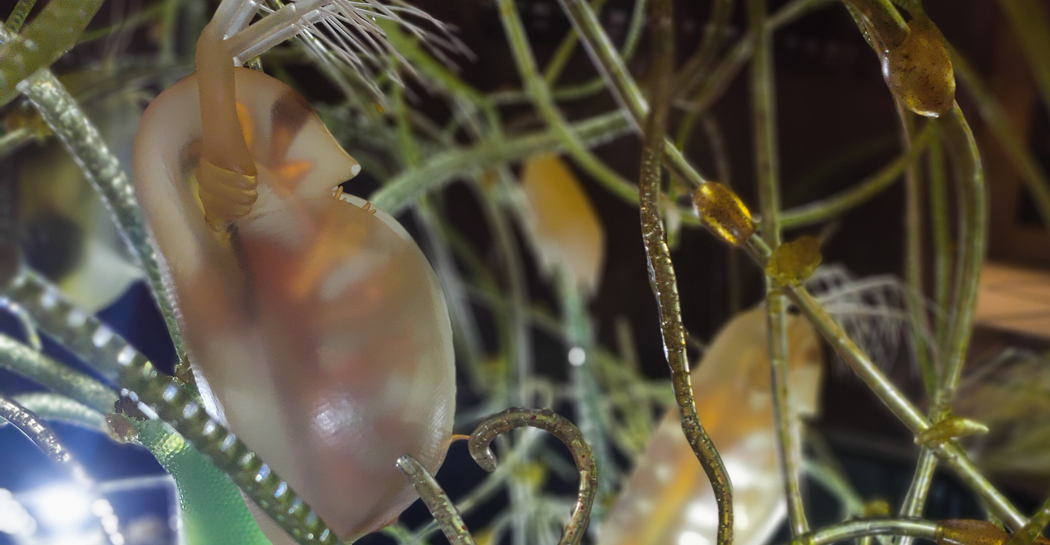 Acqua: la molecola della vita Acqua: la molecola della vita