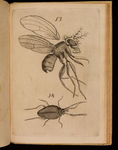 Filippo Buonanni - Micrographia curiosa siue Rerum minutissimarum obseruationes Roma 1703